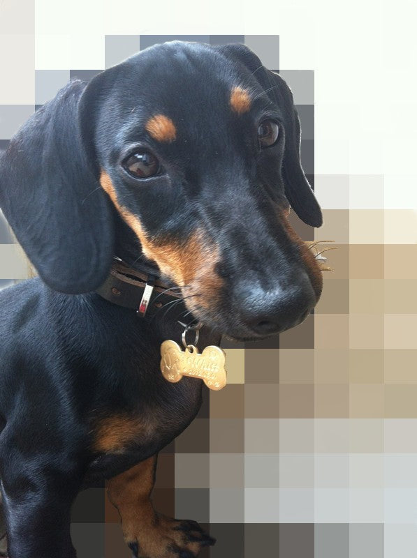 Placa de Identificación Grabada para Perros